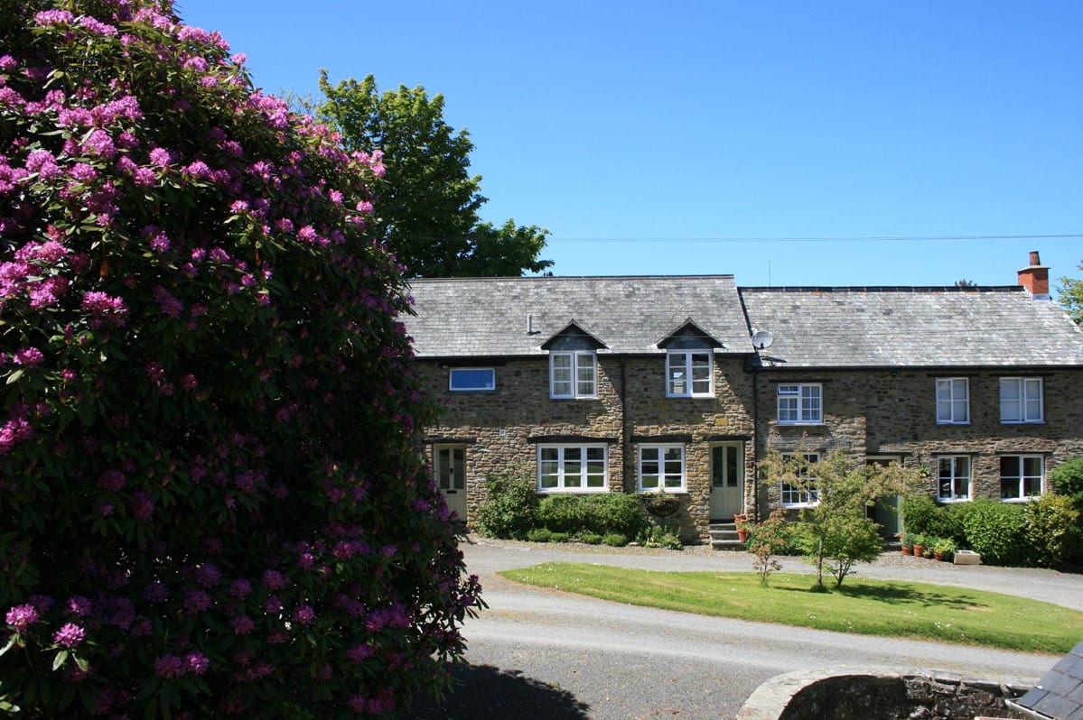 a picture of a row of cottages with a bright purple flowering bush