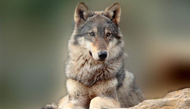 a picture of a beige and grey wolf sat on a stone