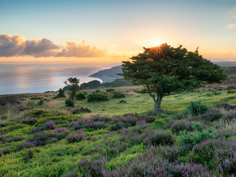 A picture of green land with purple plants, a tree, and a sunset over the sea