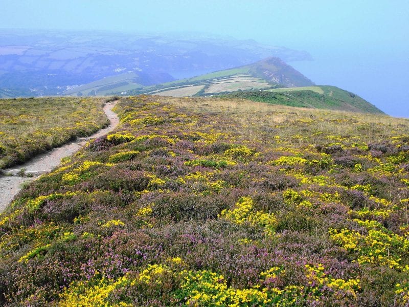 a picture of cliffs with a coastal view, covered in pink and yellow blooms with a pathway running through